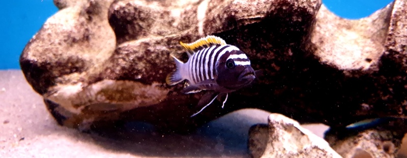Cynotilapia zebroides 'Likoma Island'